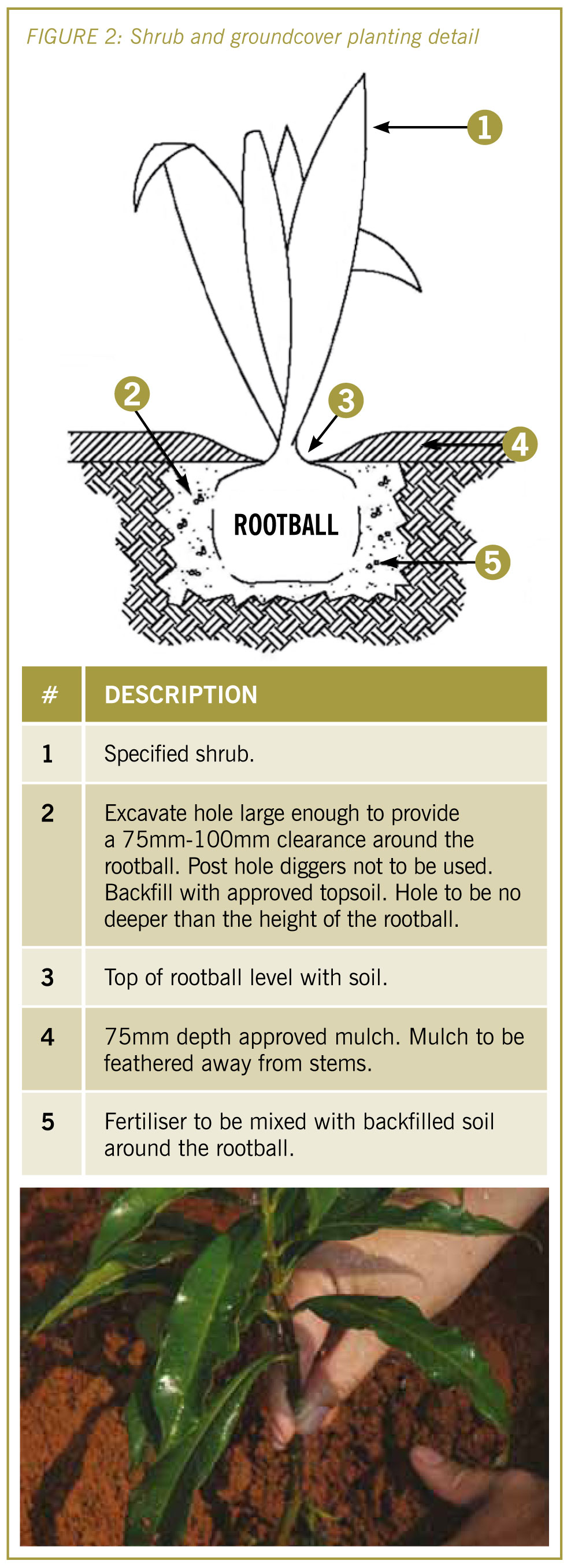 Figure 2: Shrub and groundcover planting detail with table showing 5 points: 1 - specified shrub; 2 - excavate hole large enough to provide a 75mm-100mm clearance around the rootball. post hile diggers not to be used. backfull with approved topsoil. hole to be no deeper than the height of the rootball; 3 - top of rootball level with soil; 4 - 75mm depth approved mulch. mulch to be feaqthered away from stems; 5 - fertiliser to be mixed with backfilled soil around the rootball.