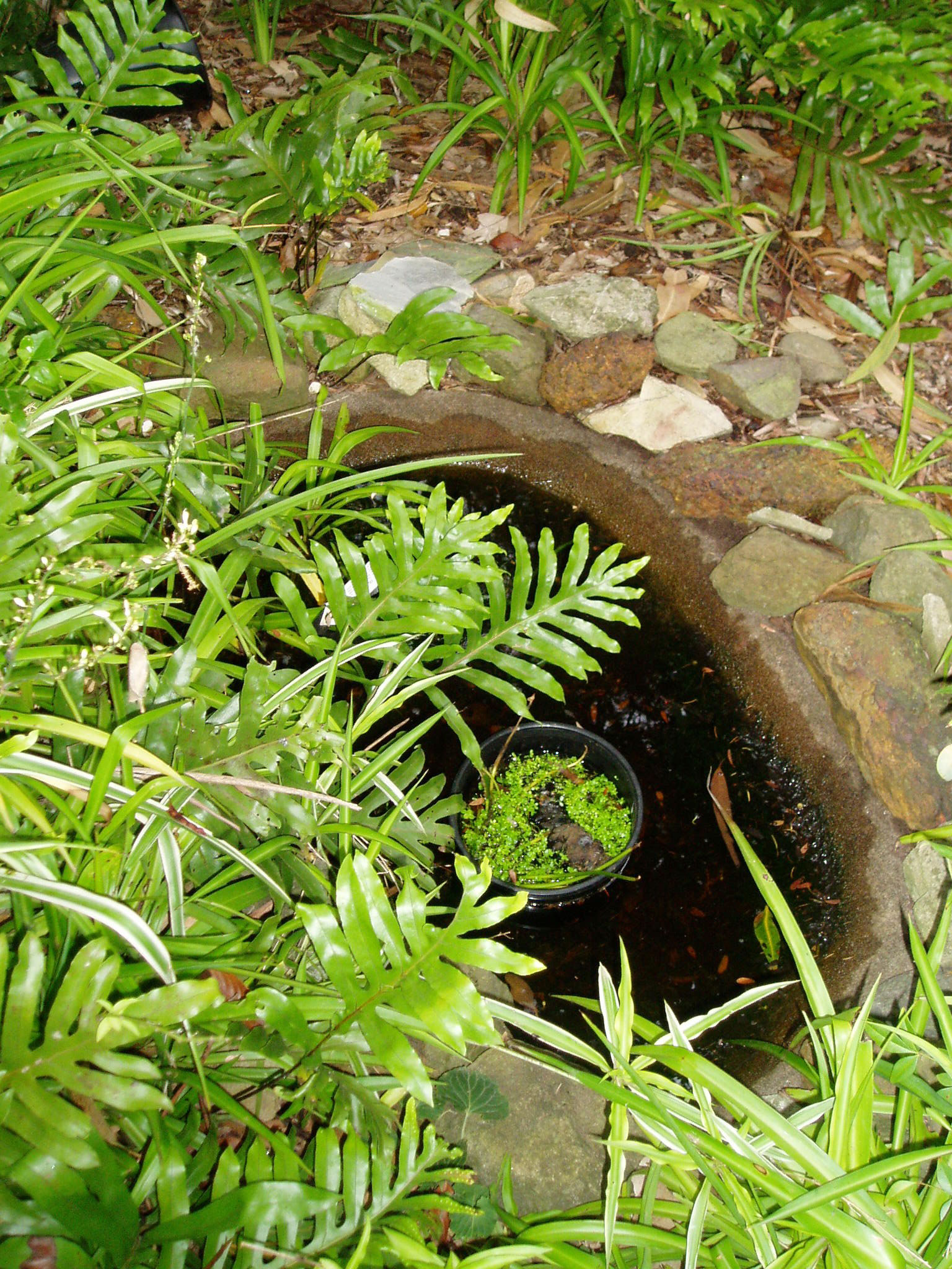 Fish pond