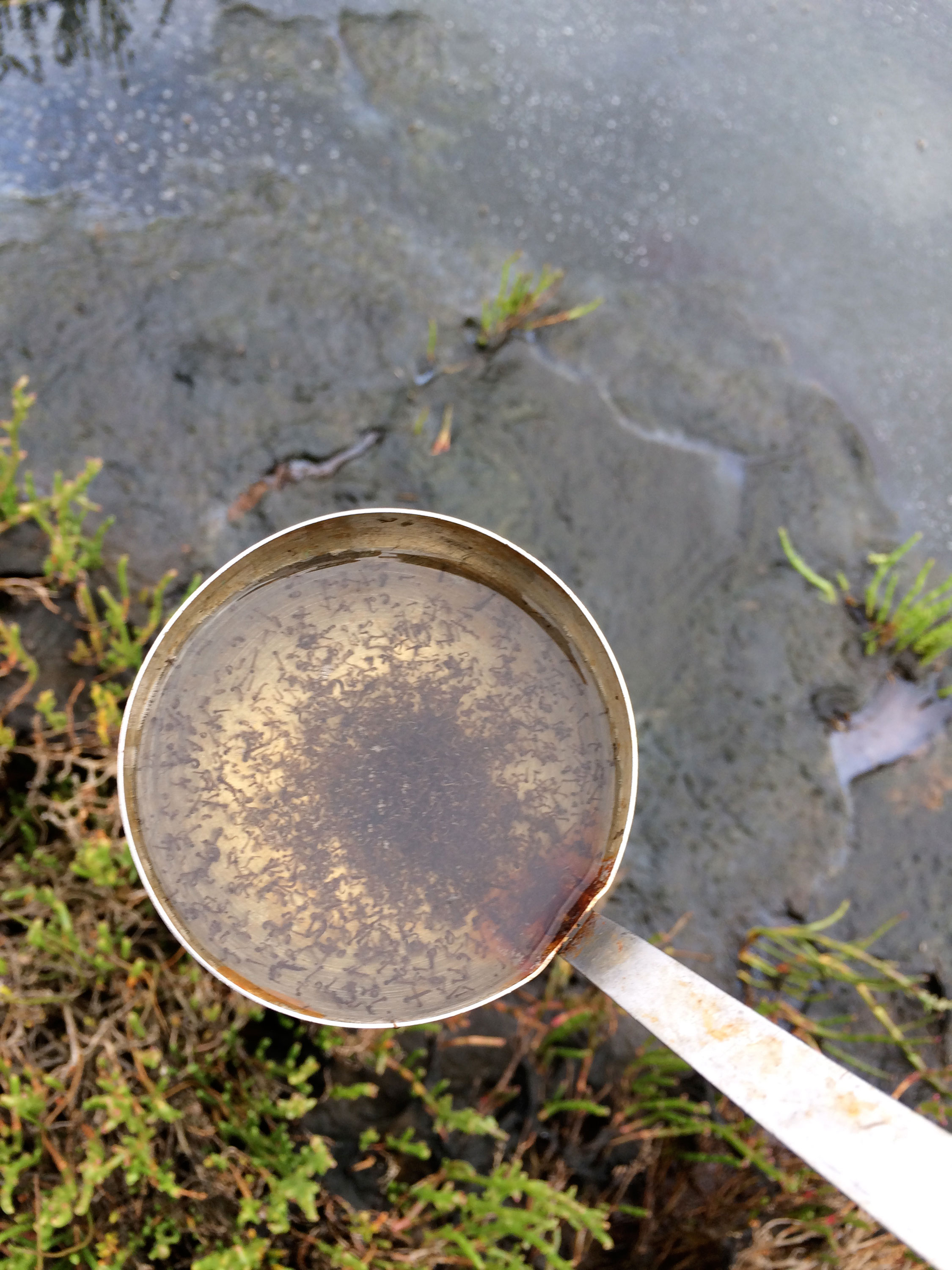 Saltwater mosquito larvae