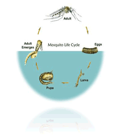 Circular diagram showing the four stages of a mosquito life cycle