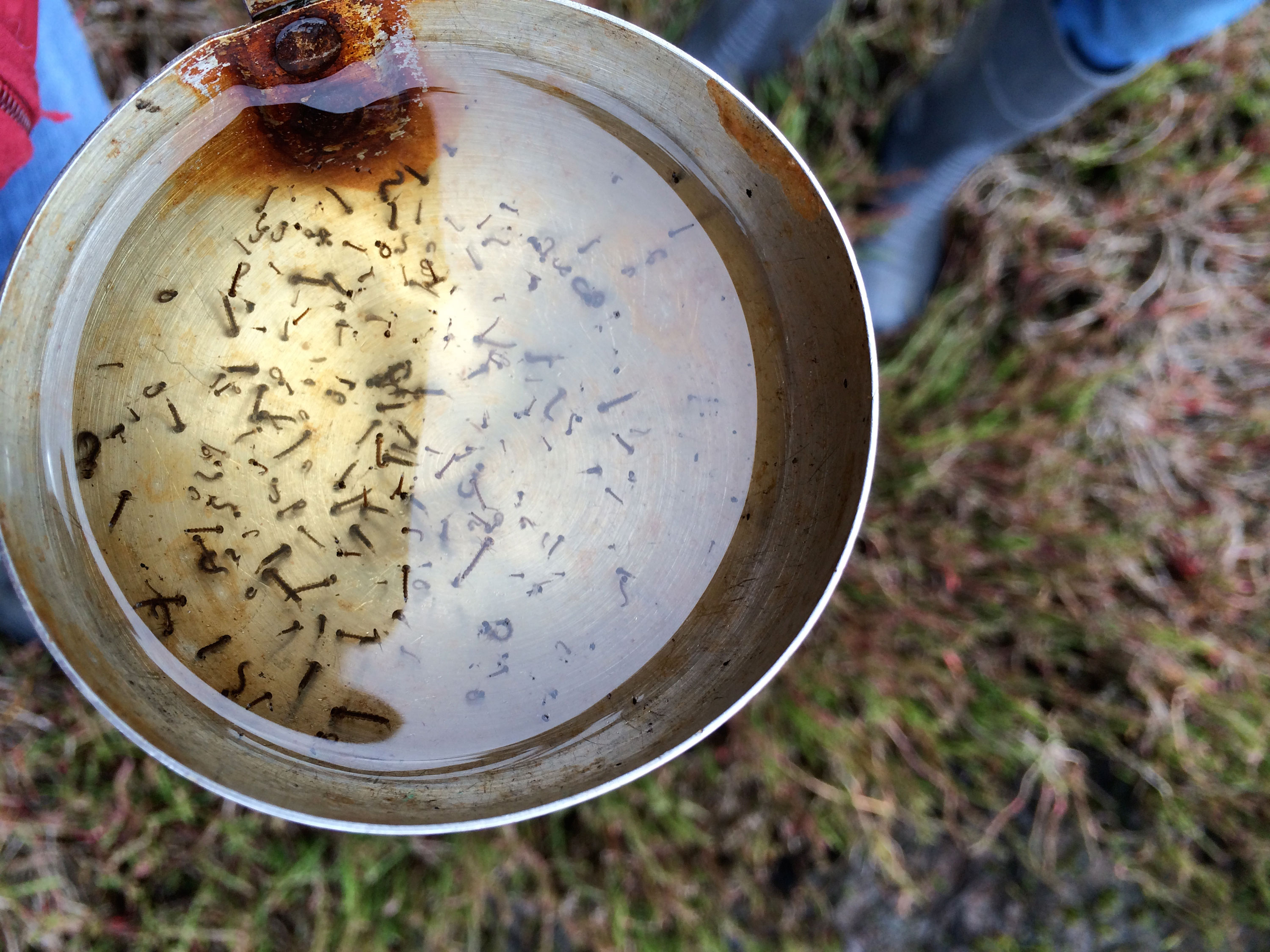 Saltwater wrigglers larvae