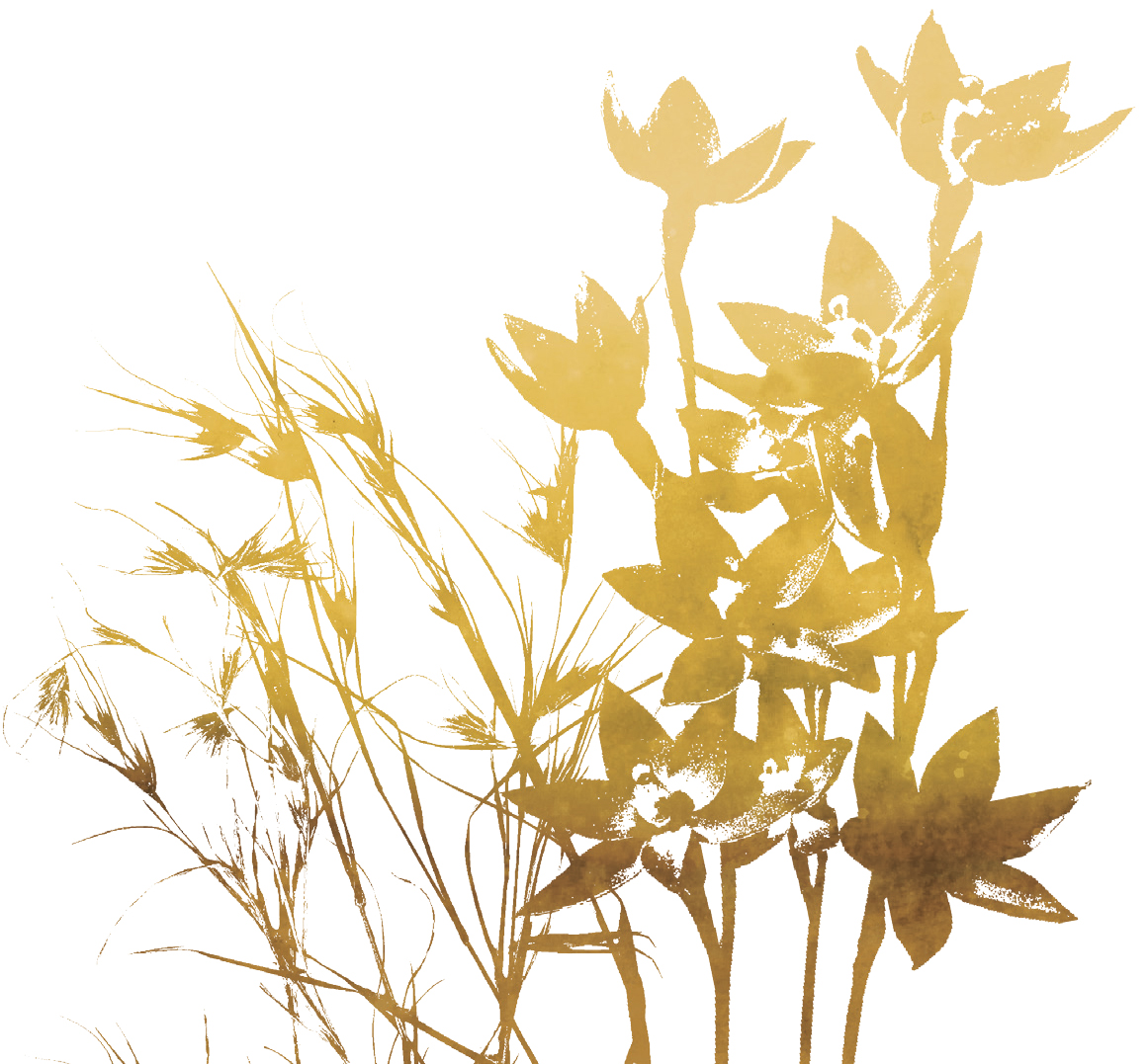 Image of native grasses and flowers