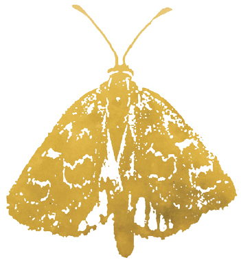 Bogong moth
