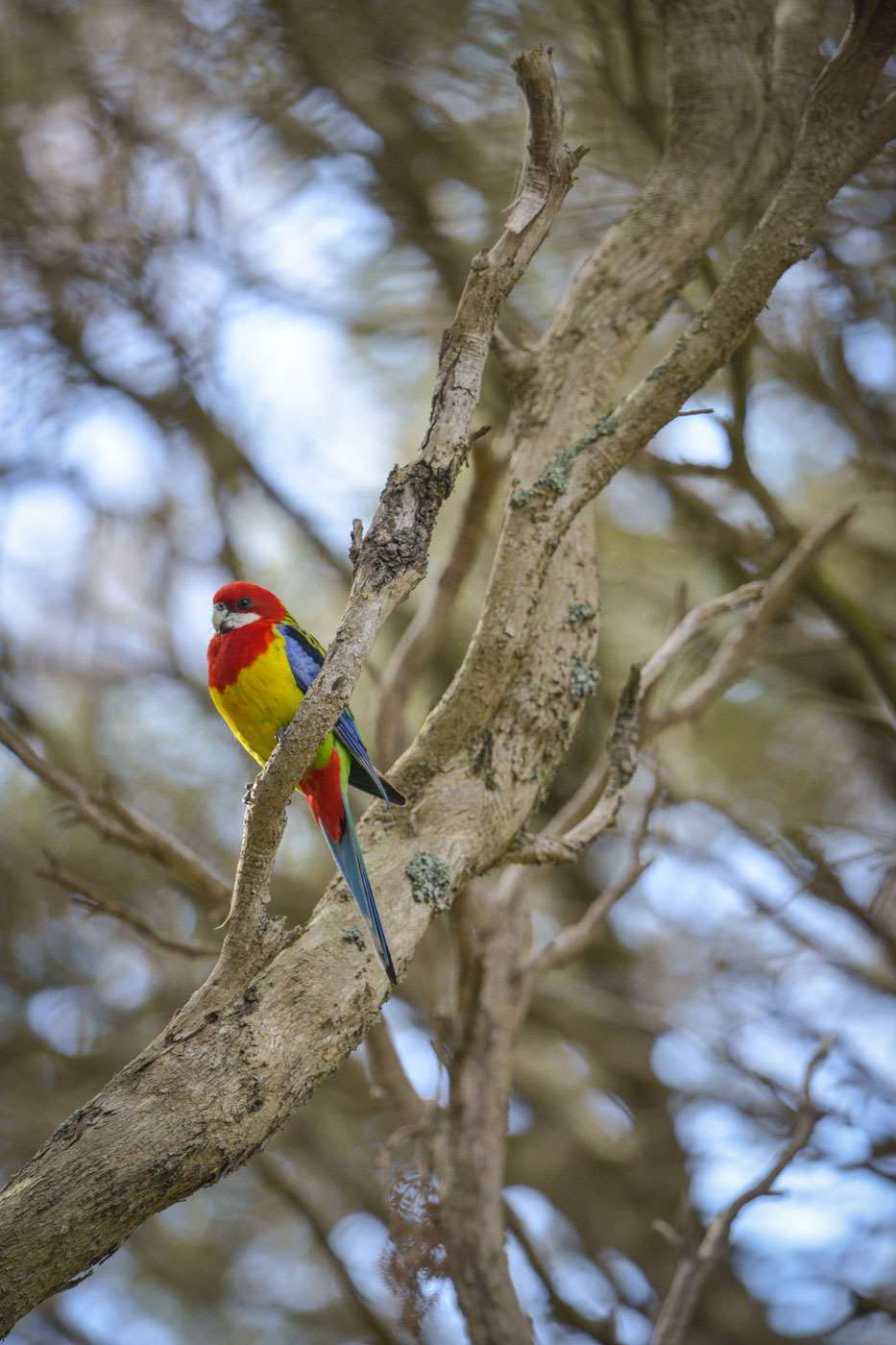 Rosella