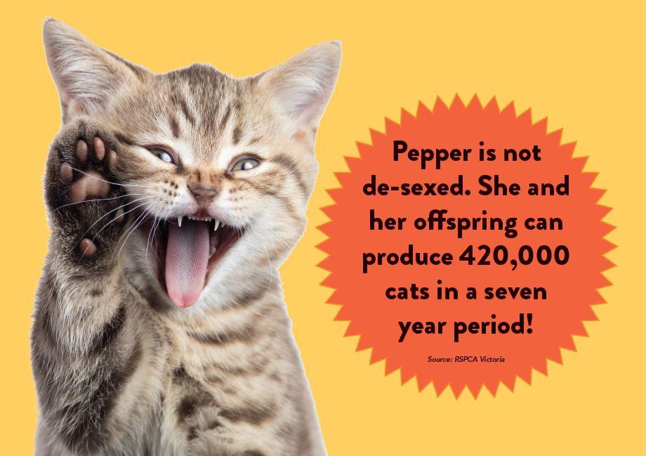 Cat Desexing - Benefits of desexing your cat