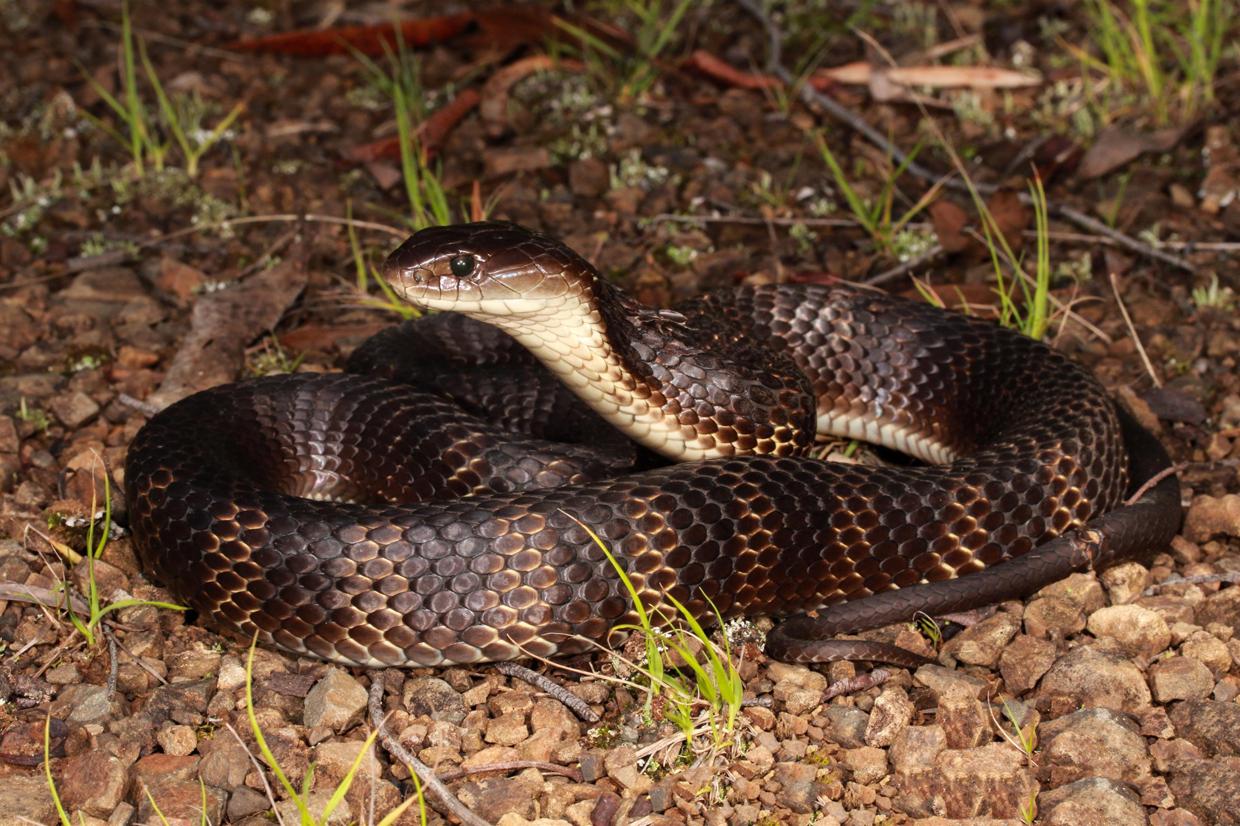 Tiger Snake 113787950 - Wildlife encounters