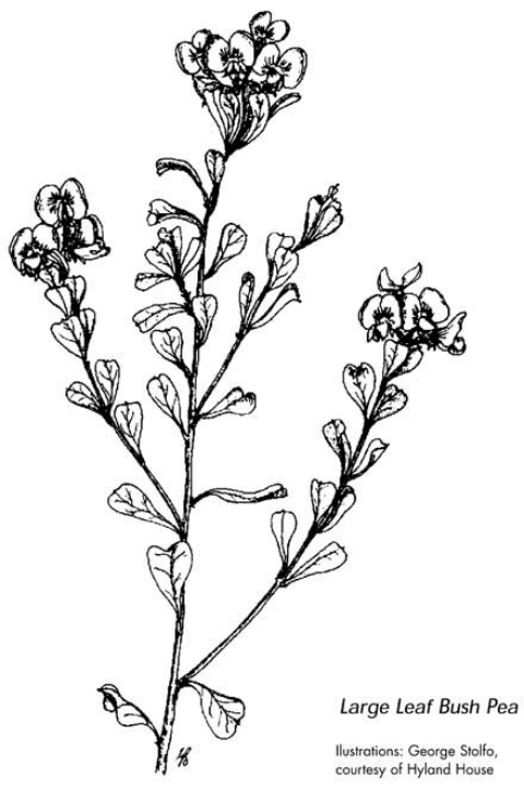 Large Leaf Bush Pea - Pultenaea daphnoides