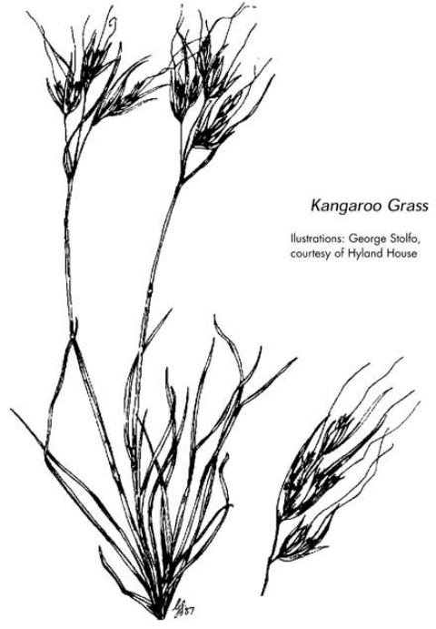 Zone8 Kangaroo Grass - Basalt flows indigenous plants