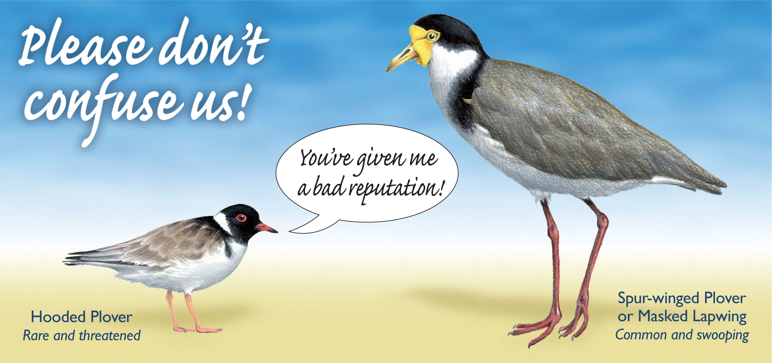 Images showing the difference between the Hooded Plover and the Spur-winged Plover or Masked Lapwing