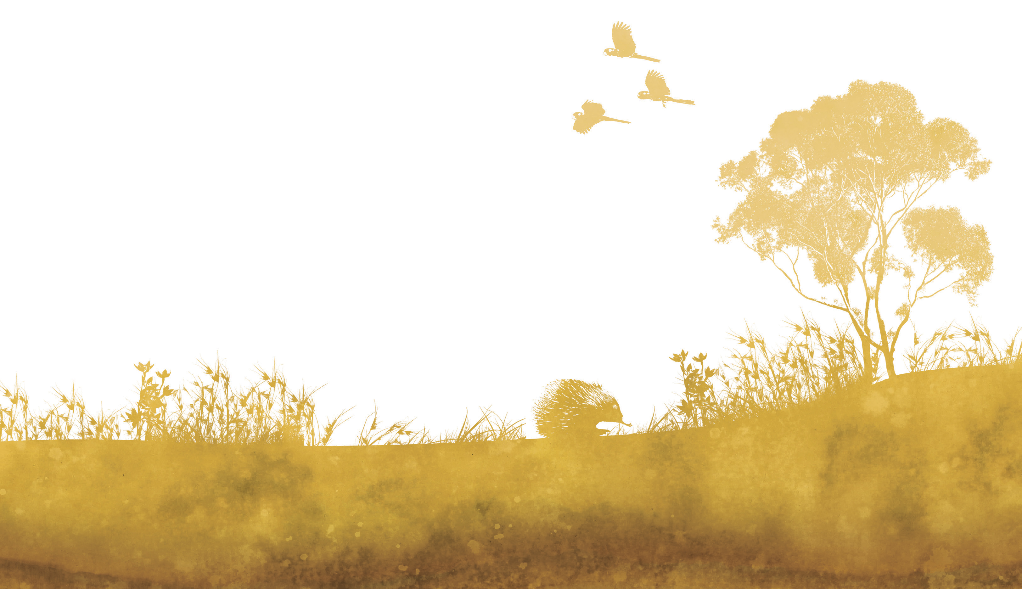 Native grasslands with gumtrees and an echidna and cockatoos flying overhead