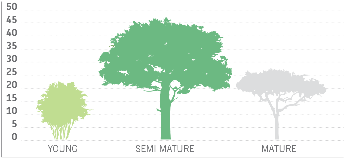 Street tree shown as tree shapes on a bar graph