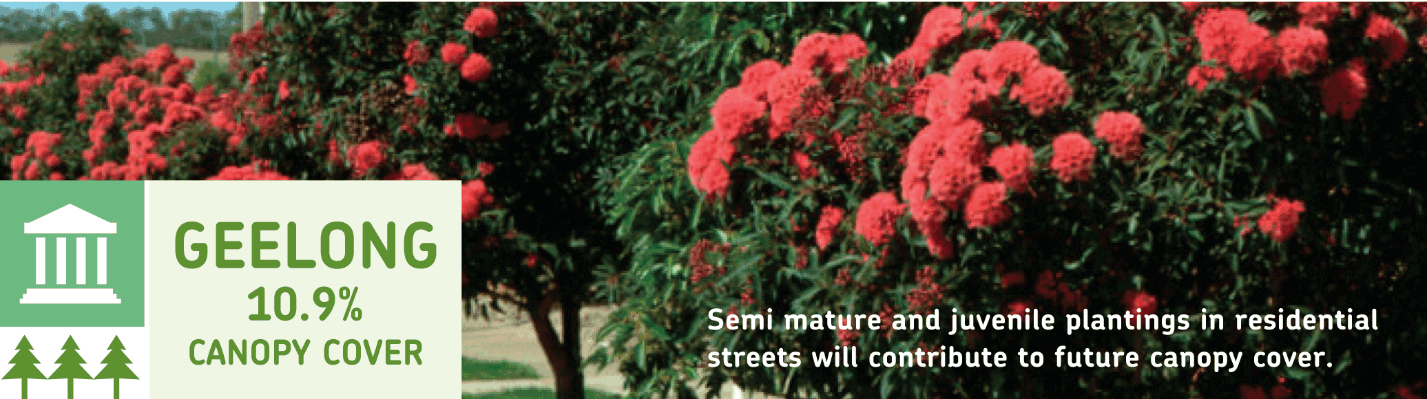 Geelong 10.9% canopy cover - Semi mature and juvenile plantings in residential streets will contribute to future canopy cover.