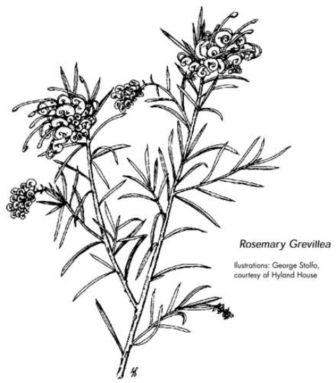 Rosemary Grevillea botanical illustration
