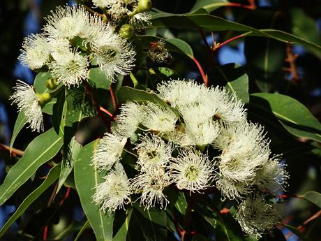 Flowering gum
