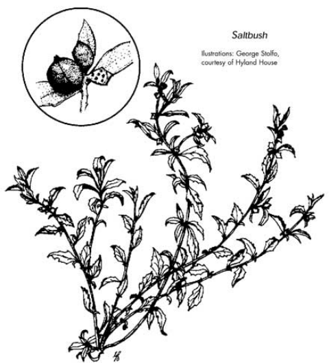 Saltbush