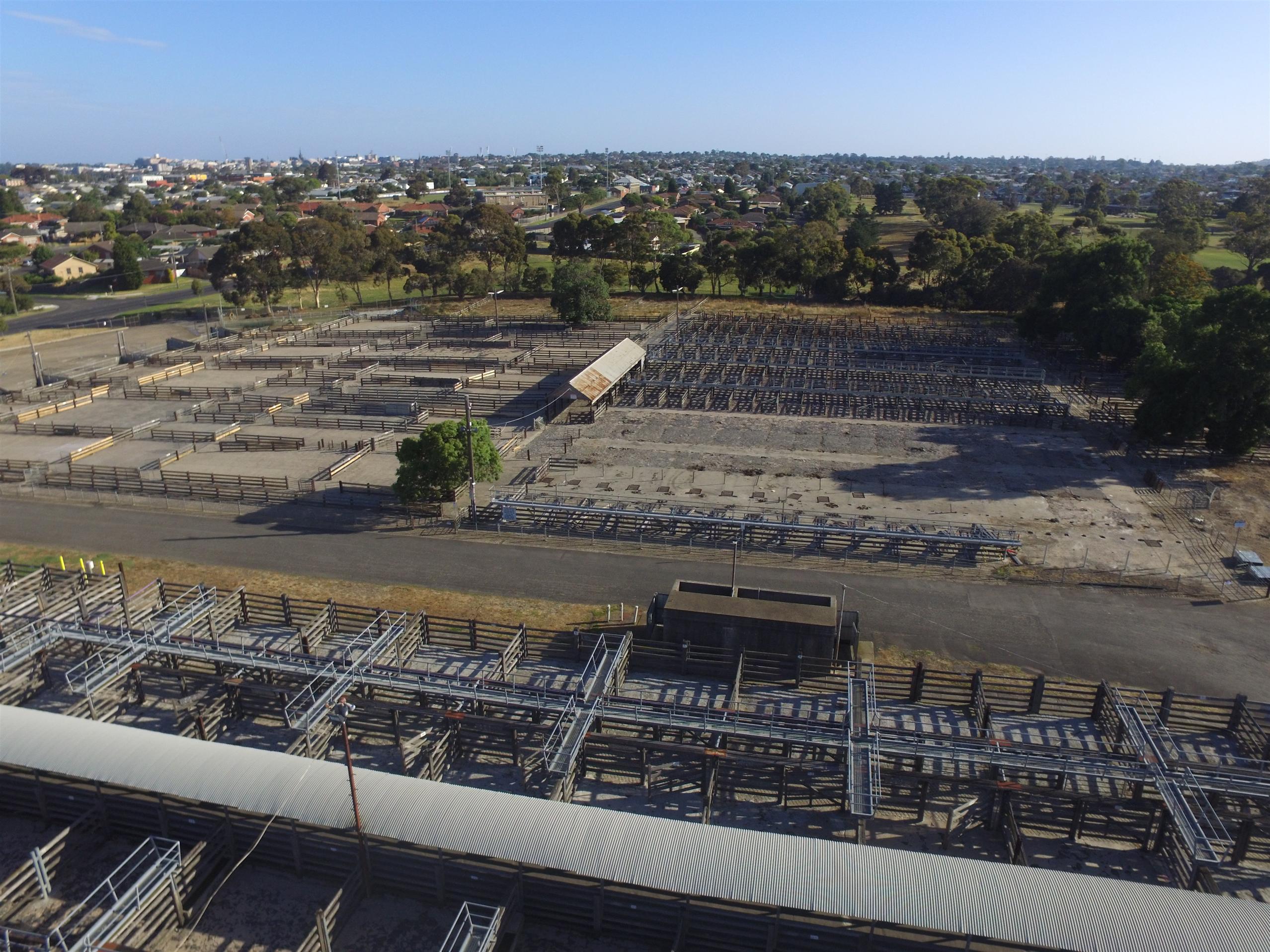 Geelong saleyards