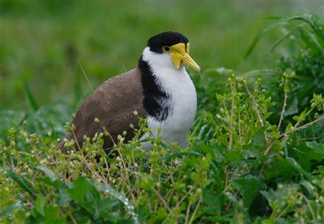 Masked Lapwing (Plover)