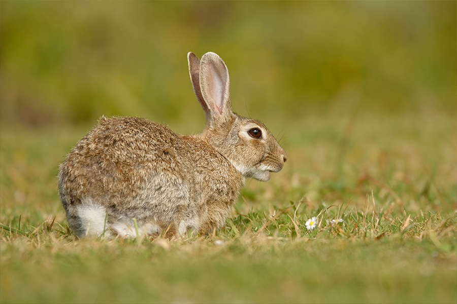 Rabbit control in the Greater Geelong region | City of Greater Geelong