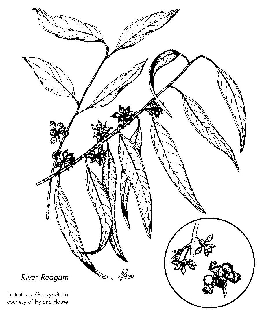 River Redgum leaves and nuts line drawing illustration