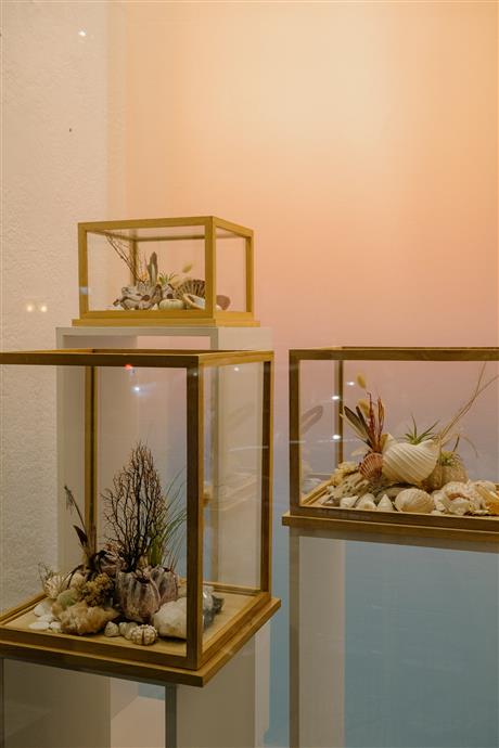 Image of terrariums