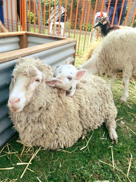 Sheep and pig in petting zoo at Winter Wonderland