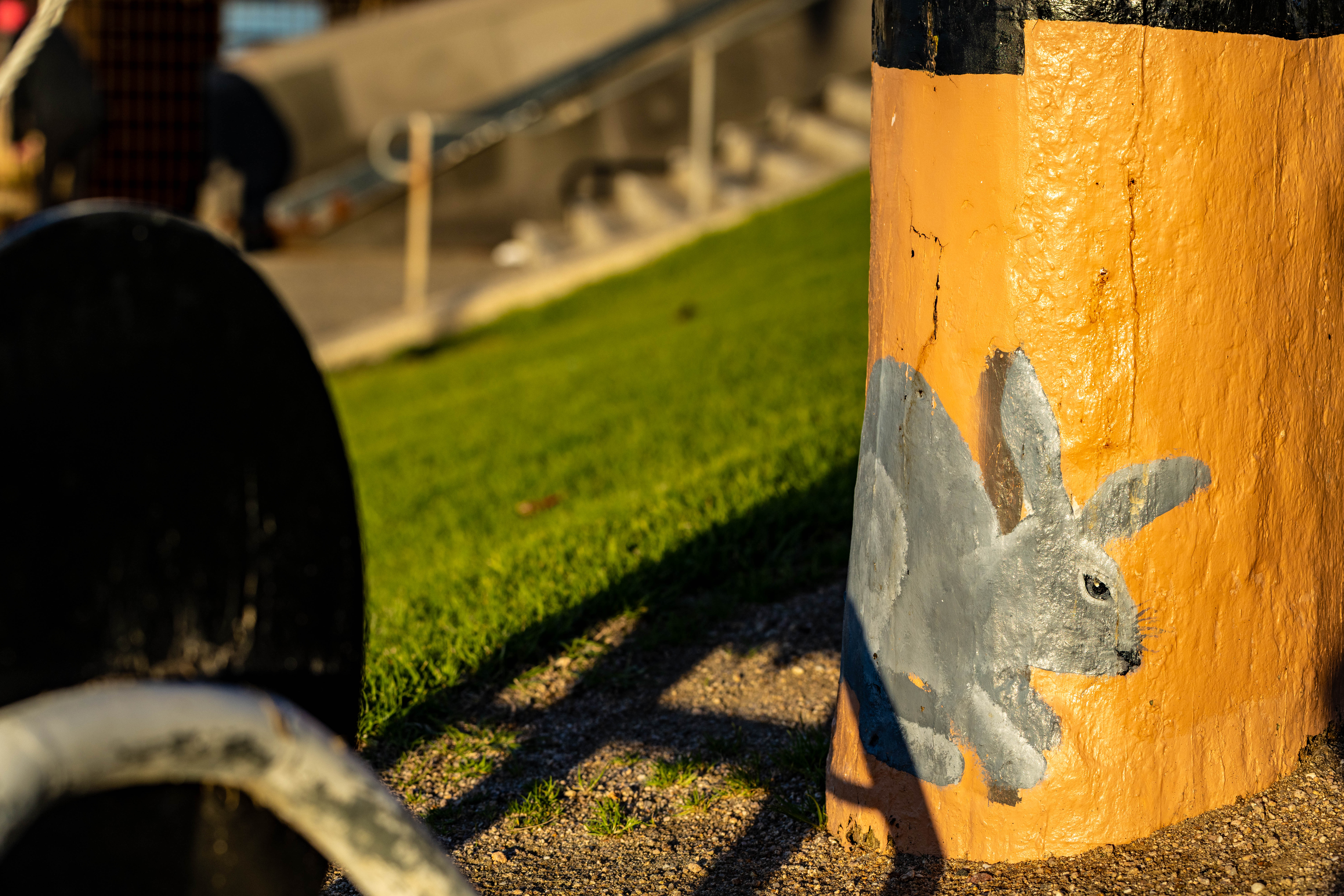 Grey rabbit at the base of a bollard