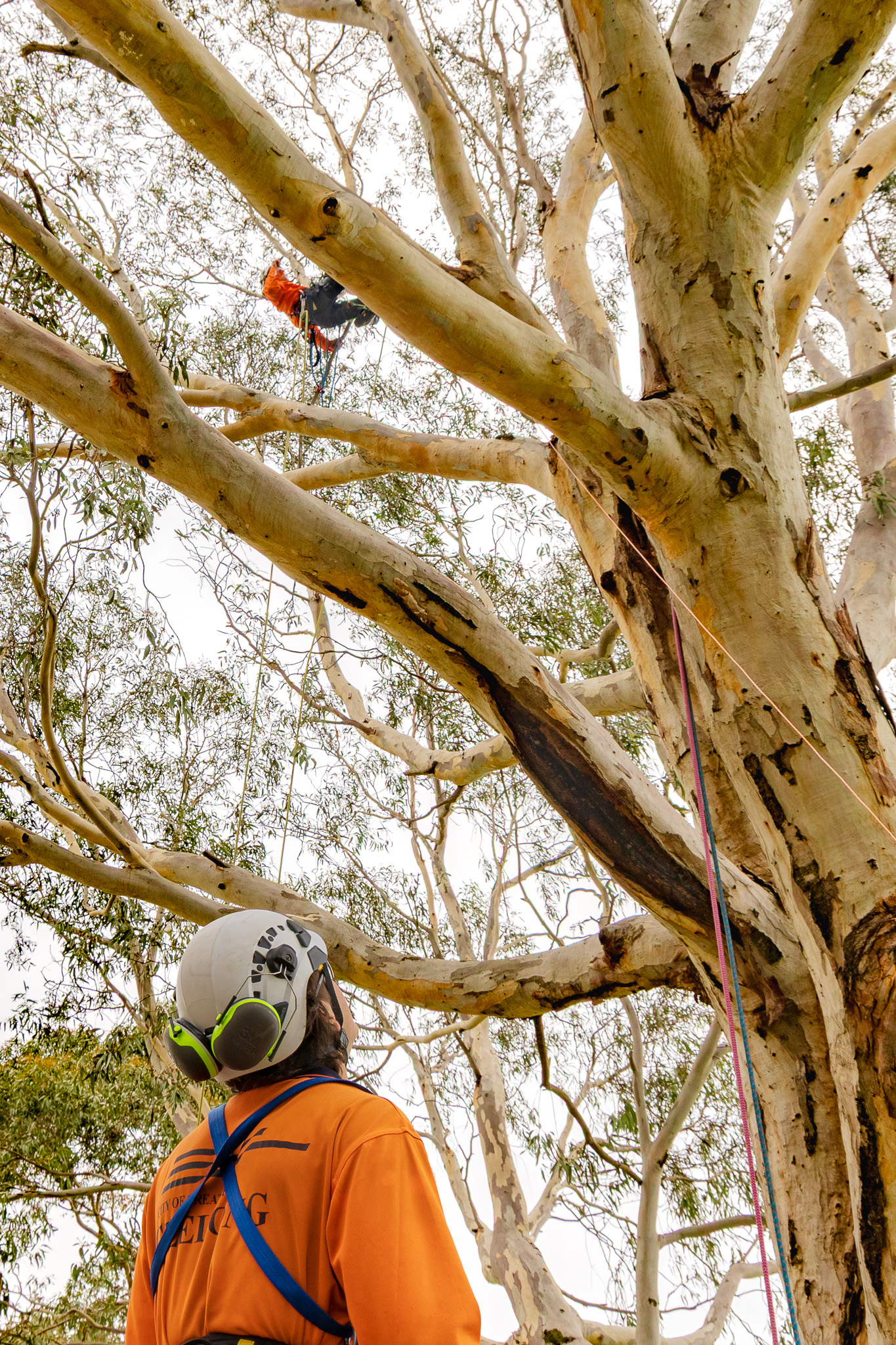 A City arborist is in the canopy of a tree undertaking tree climbing training with another arborist in climbing gear standing at the base of the tree watching.
