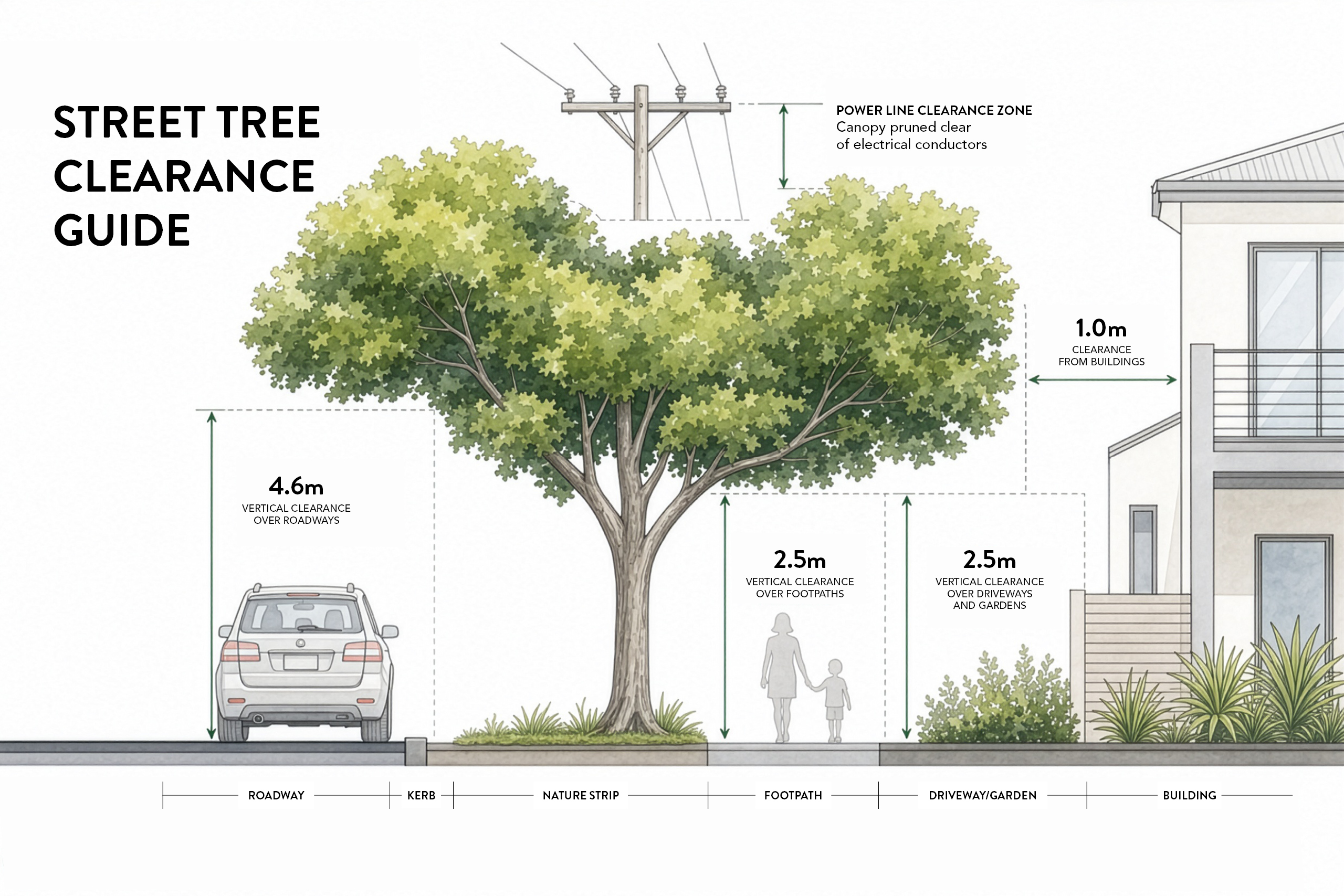 Street Tree Clearence Guide