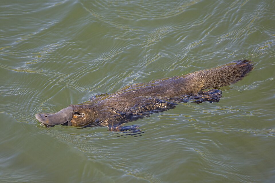 Barwon Platypus Hunt - Geelong Nature Week