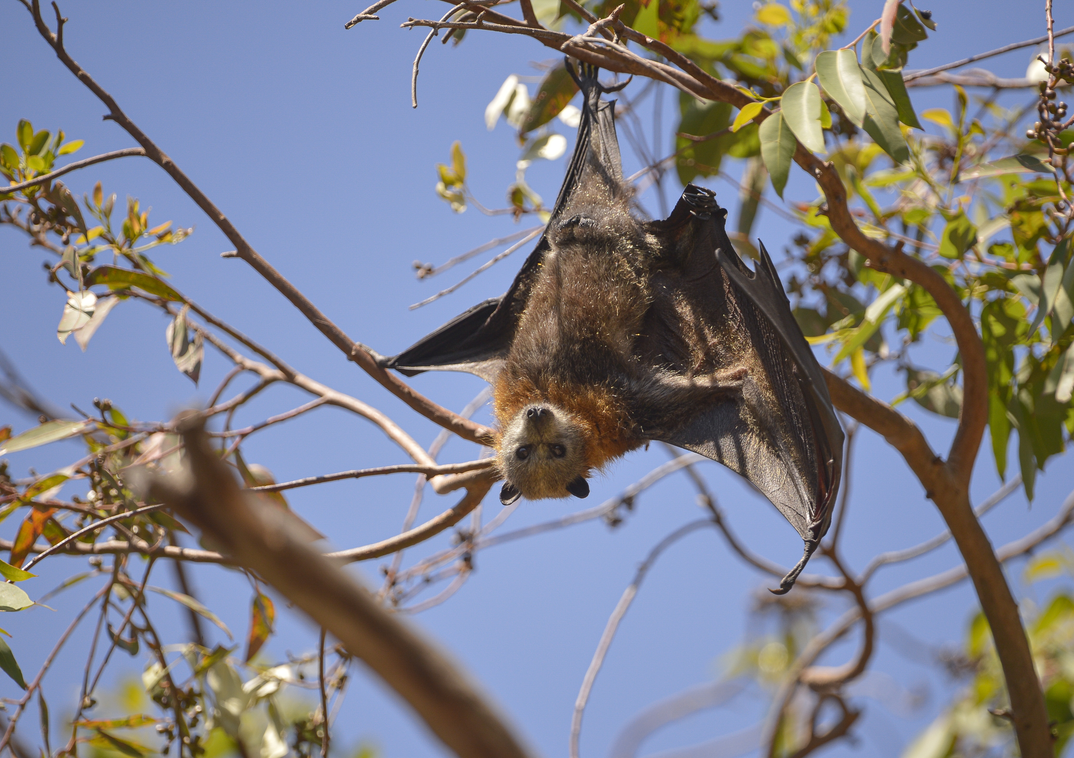 Grey-headed Flying-fox.