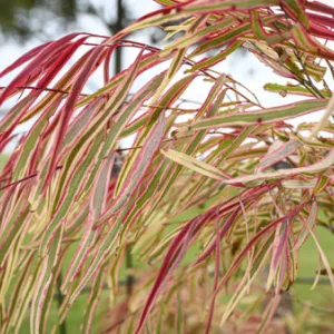 Urban Forest Strategy: Healthy Country 2026 - 2036