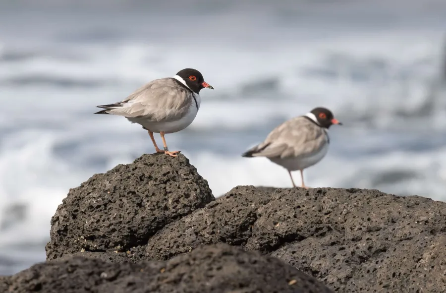 It's time to protect our beach nesting birds