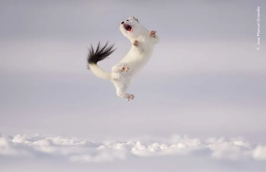 Twist and Jump, Jose Manuel Grandios, Highly Commended, Wildlife Photographer of the Year 60.