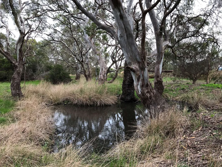 Indented Head Woodland Nature Reserve