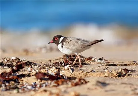 Adult Hooded Plover Glenn Ehmke - Hooded Plover