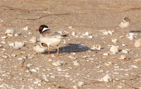 Hoodie With Chicks Glenn Ehmke - About the Hooded Plover