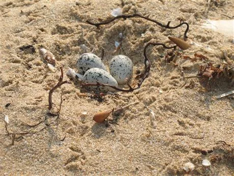 Img 5888(Nest With Eggs) - About the Hooded Plover