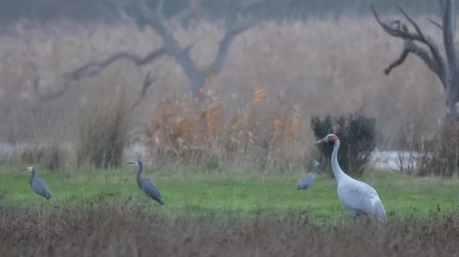 Brolga and White-faced herons feeding along side the Barwon River at Sparrovale.