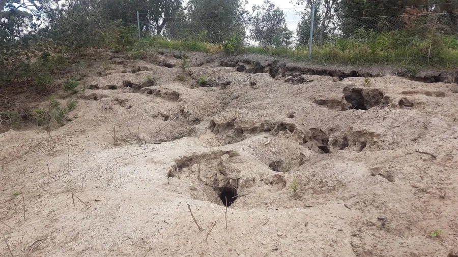D19 537406 Bellarine Rail Trail Rabbit Damage Adjacent To Golf Course December 2018 - Rabbit control in the Greater Geelon...
