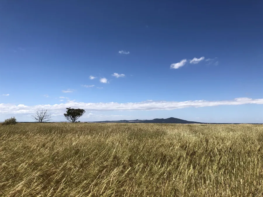 Native Grass Nwgga - Northern and Western Geelong Growth Areas Strategic Assessment