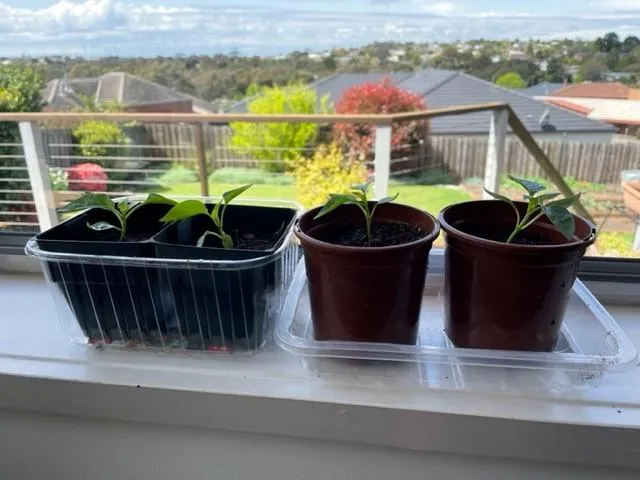 Seedlings