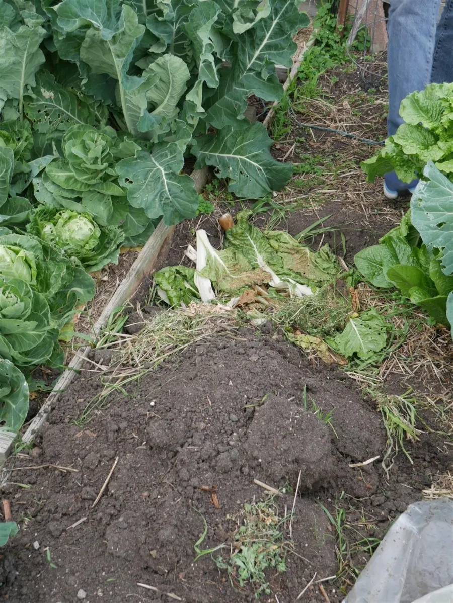 Geelong West Community Garden 4