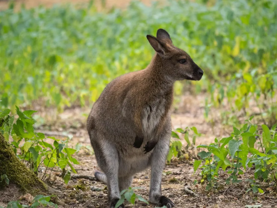 Wallaby 217843878 - Wildlife encounters