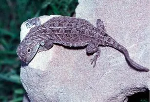 Victoriangrasslandearlessdragon - Victorian Grassland Earless Dragon