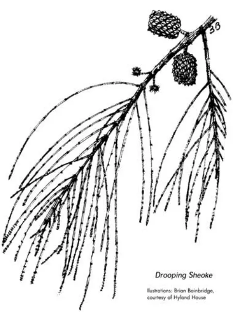 Zone1 Droopingsheok - Eastern Bellarine Plains indigenous plants