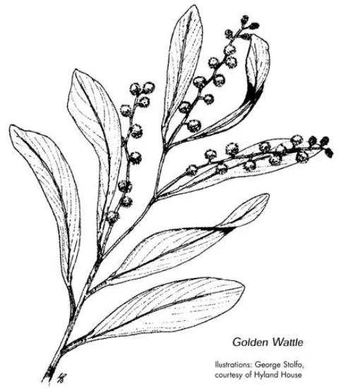 Zone10 Golden Wattle illustrated by George Stolfo