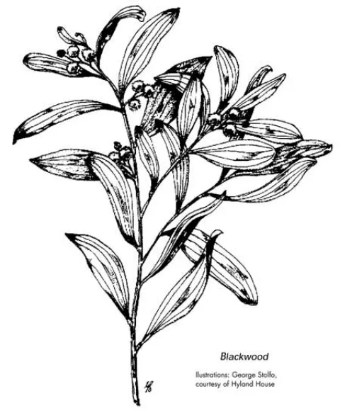 Zone2 Blackwoo - Mount Bellarine Volcanic soils