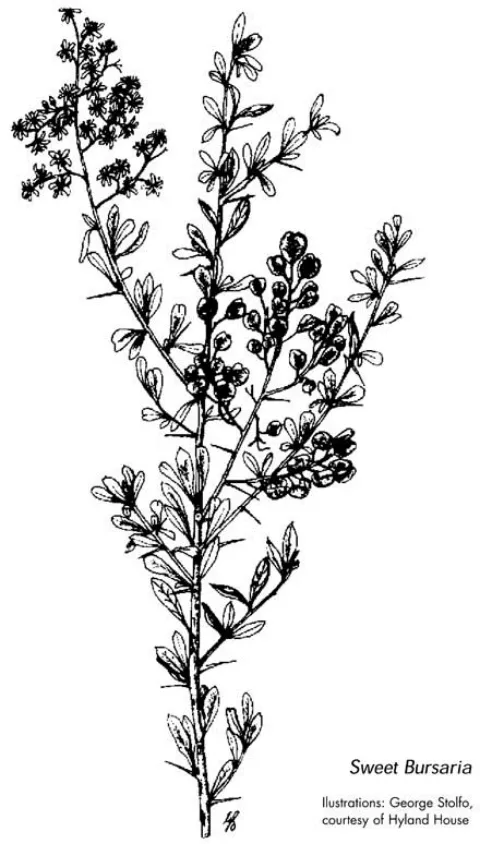 Zone9 Sweet Bursari - Barrabool Hills indigenous plants