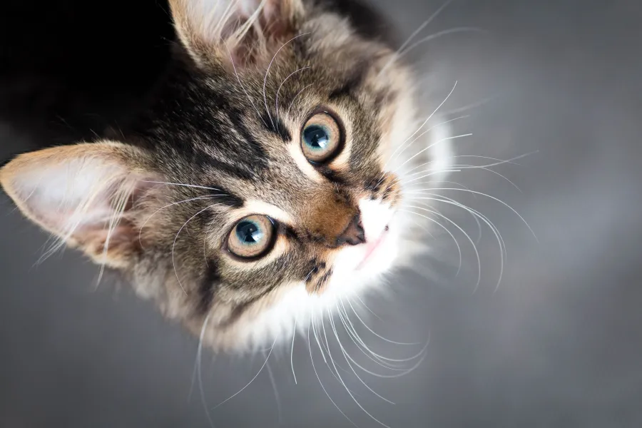 Caring for your cat in the City of Greater Geelong.