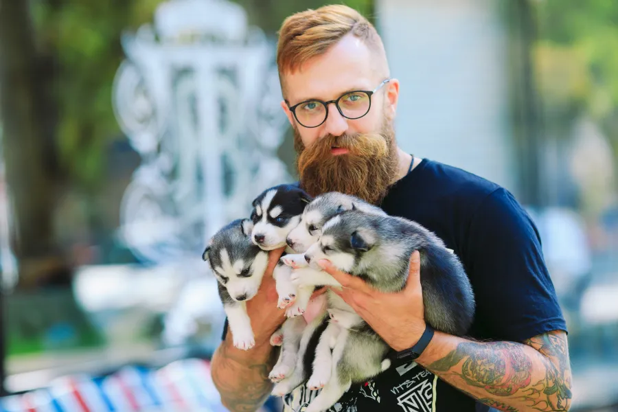 Man with a litter of Siberian Husky puppies.